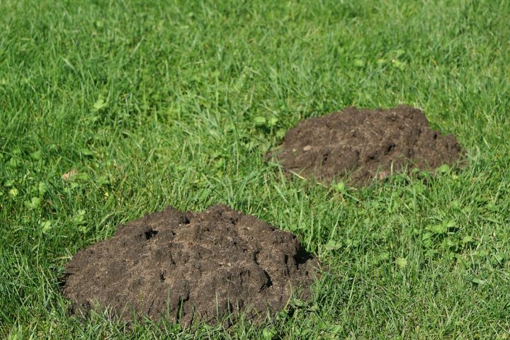 row of molehills